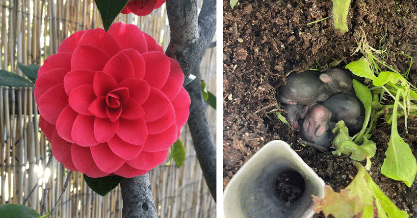 Фотография: Садоводство это круто! 30 лучших фото из крупнейшего сообщества Reddit для садоводов №1 - BigPicture.ru