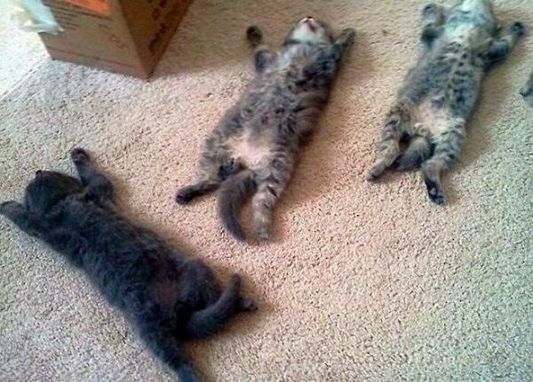 22 уморительных фото простых кошачьих будней