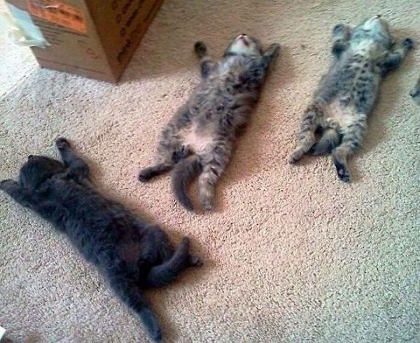 Фотография: 22 уморительных фото простых кошачьих будней №6 - BigPicture.ru