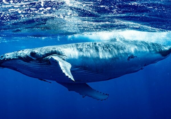 Какого размера сердце у синего кита? Разрушаем устоявшийся миф