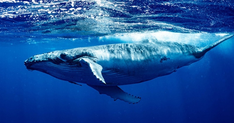 Фотография: Какого размера сердце у синего кита? Разрушаем устоявшийся миф №1 - BigPicture.ru