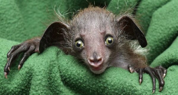 6 фактов о руконожке ай-ай — животном, имя которого запрещено произносить