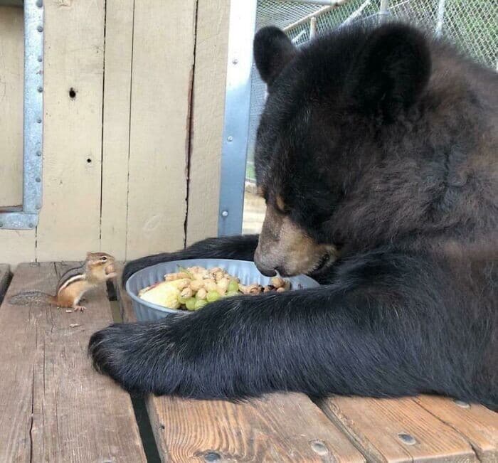 Фотография: 30 забавных медведей, которые гарантированно поднимут вам настроение №8 - BigPicture.ru