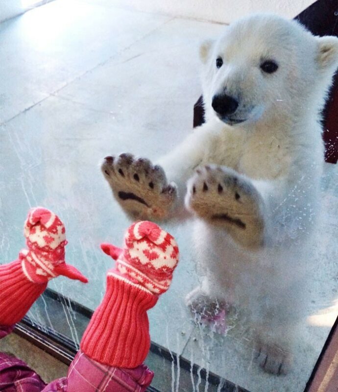 Фотография: 30 забавных медведей, которые гарантированно поднимут вам настроение №15 - BigPicture.ru