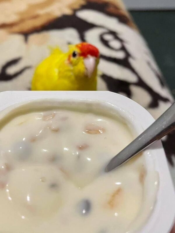 Фотография: Вы не сможете им отказать! 22 фото животных, которые смотрят на еду №14 - BigPicture.ru
