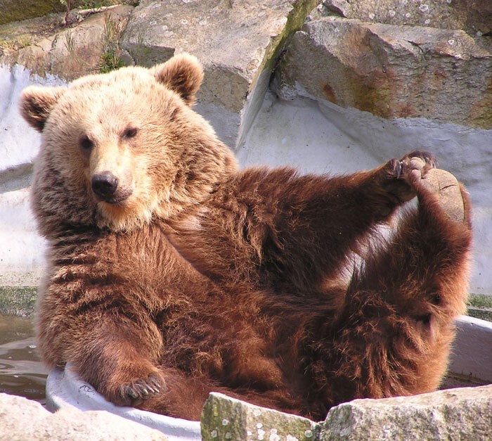 Фотография: 30 забавных медведей, которые гарантированно поднимут вам настроение №30 - BigPicture.ru