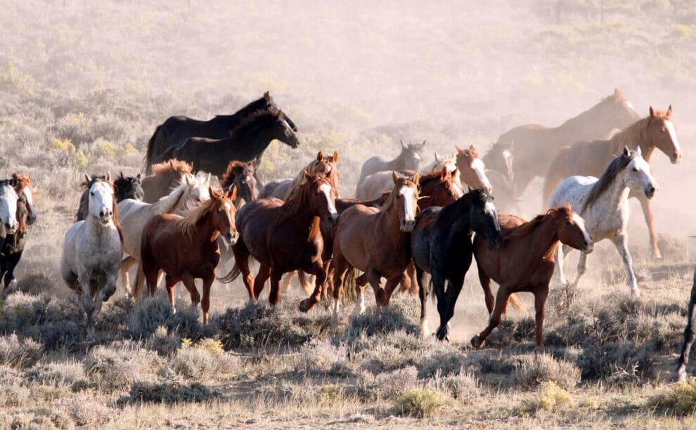 Фотография: В Австралии собираются убить 11 тысяч лошадей, чтобы спасти природу №5 - BigPicture.ru