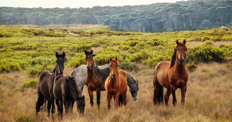 Фотография: В Австралии собираются убить 11 тысяч лошадей, чтобы спасти природу №2 - BigPicture.ru