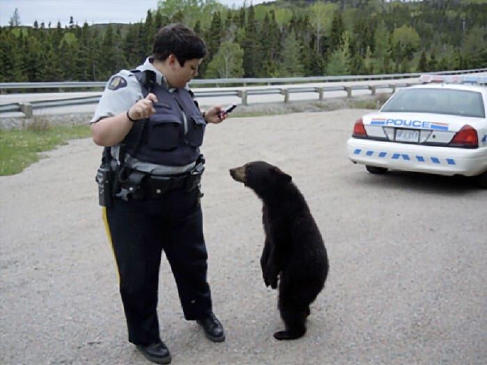 Фотография: 30 забавных медведей, которые гарантированно поднимут вам настроение №21 - BigPicture.ru