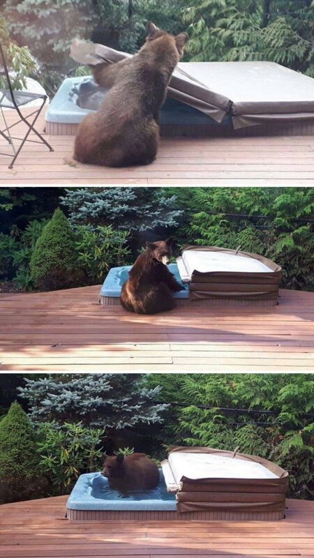 Фотография: 30 забавных медведей, которые гарантированно поднимут вам настроение №6 - BigPicture.ru