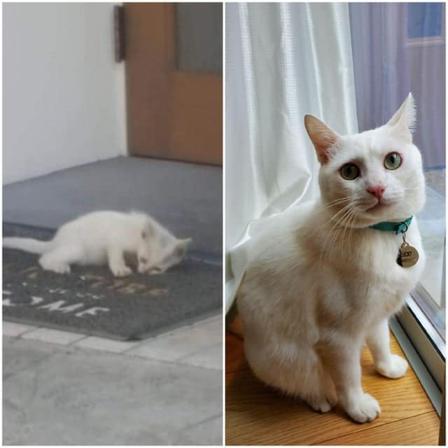 Фотография: 22 согревающих душу фото животных до и после того, как они нашли свой дом №15 - BigPicture.ru