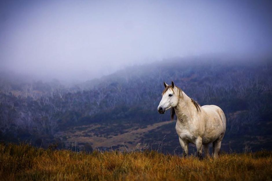 Фотография: В Австралии собираются убить 11 тысяч лошадей, чтобы спасти природу №3 - BigPicture.ru