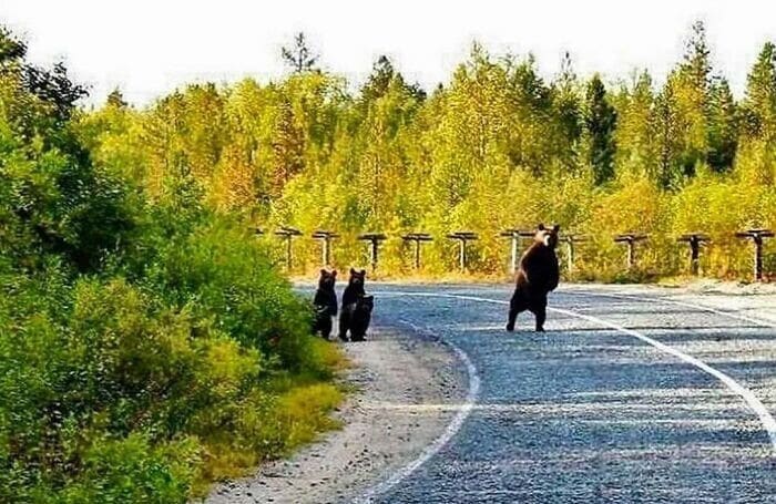 Фотография: 30 забавных медведей, которые гарантированно поднимут вам настроение №7 - BigPicture.ru