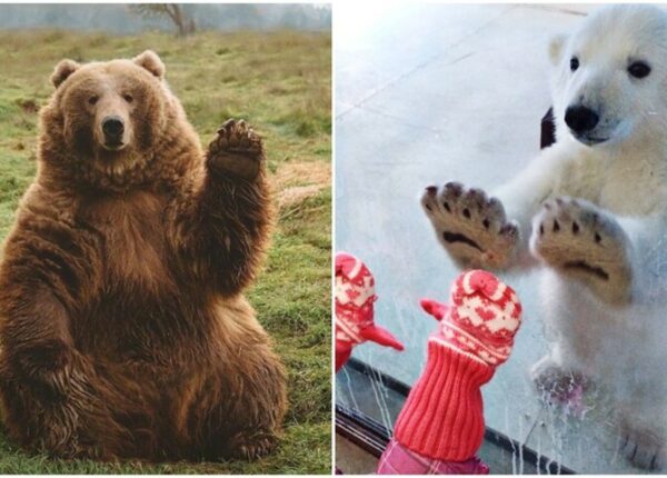 30 забавных медведей, которые гарантированно поднимут вам настроение