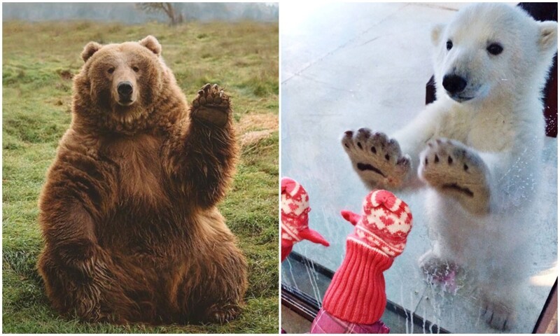 Фотография: 30 забавных медведей, которые гарантированно поднимут вам настроение №1 - BigPicture.ru