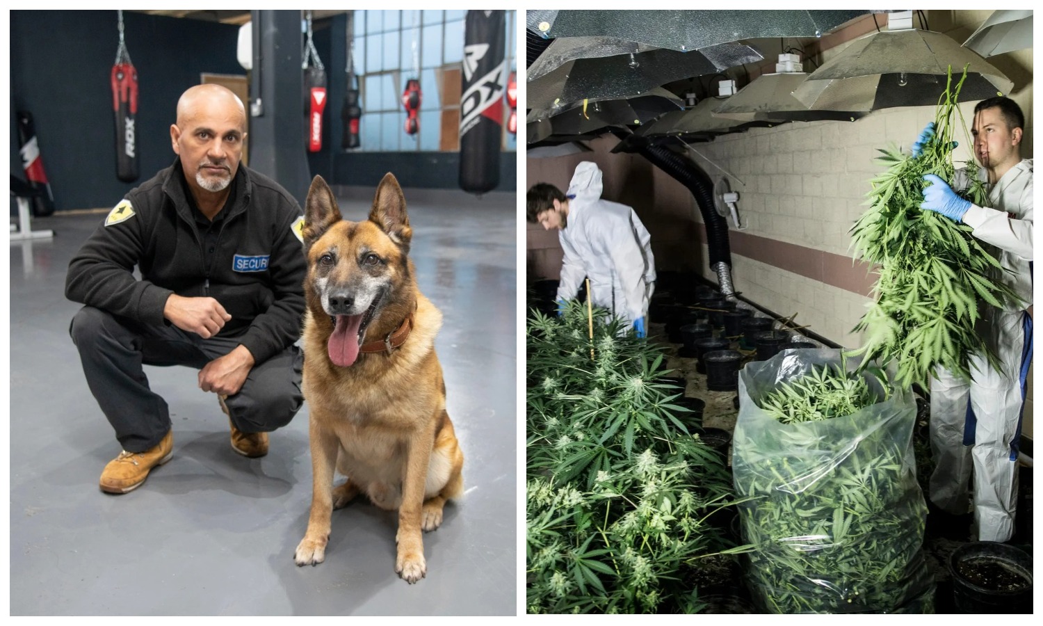 Фотография: Как пес Рэмбо унюхал плантацию марихуаны сквозь дырку в стене спортзала №1 - BigPicture.ru