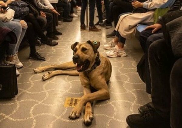 Стамбульского пса Боджи пытались подставить оппозиционеры, подбросив в трамвай кал