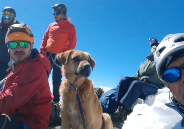 Альпинисты спасли бездомного пса, оказавшегося на вершине вулкана в Мексике