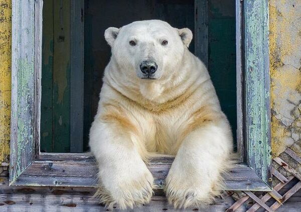 Отчаянный фотограф снял белых медведей, хранителей заброшенной полярной станции