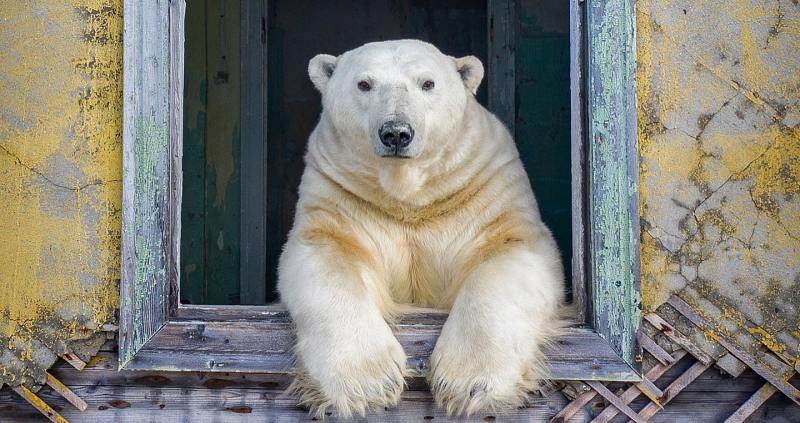 Отчаянный фотограф снял белых медведей, хранителей заброшенной полярной  станции » BigPicture.ru