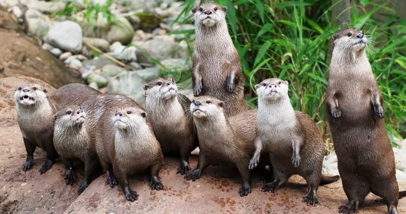 Bigpicture ru animals rodents the family of otters 081505 