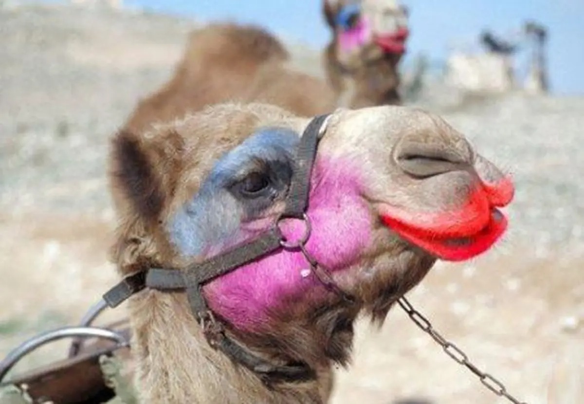 Bigpicture ru camel beauty contest 1516774411