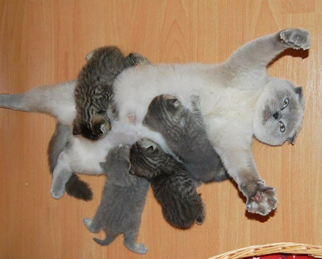 Bigpicture.ru забавные фото кошек mother1