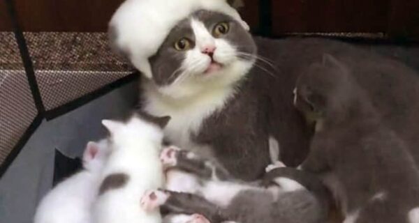 22 забавные фото кошек, которые кажется совершенно не готовы к материнству