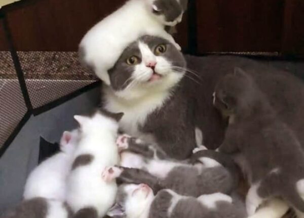22 забавные фото кошек, которые кажется совершенно не готовы к материнству