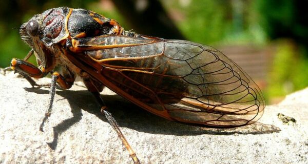 Massospora cicadina – паразит, который заставляет хотеть секса и разлагаться заживо
