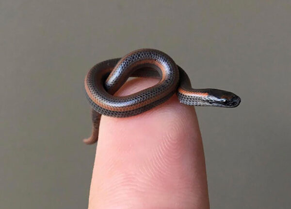 22 фото маленьких животных, которые приносят большую радость