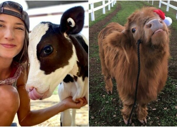 22 фото, которые доказывают, что коровы – милейшие создания