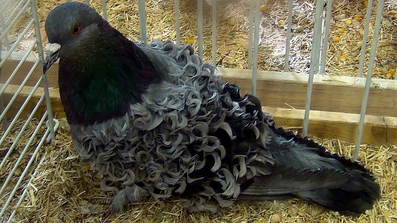 Кудрявые голуби Frillback, декоративные птицы с вьющимися от природы перьями 