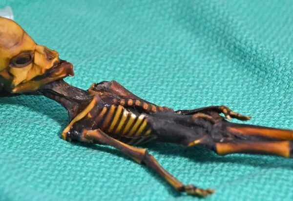 Ученые раскрыли тайну происхождения 15-сантиметрового скелета «пришельца»