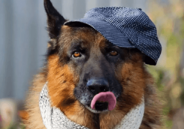 История пса Гюнтера, унаследовавшего миллионы хозяйки, оказалась фейком
