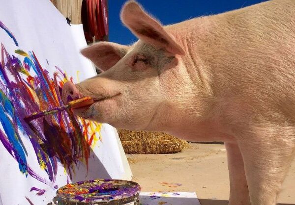 Как живет и творит Пигкассо – самая одаренная свинья в мире