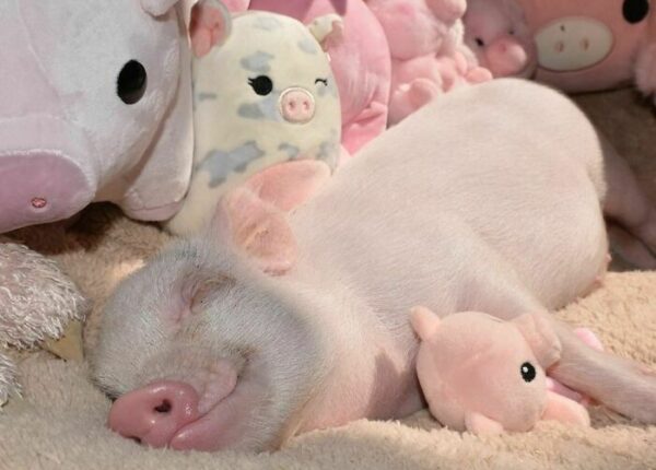 22 доказательства того, что свиньи тоже могут быть невероятно милыми