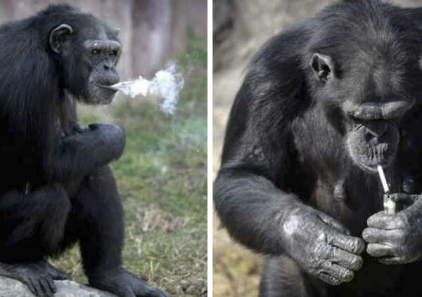 Как шимпанзе Азалия из Северной Кореи бросала курить