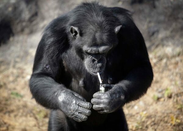 Как шимпанзе Азалия из Северной Кореи бросала курить