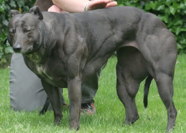Удивительная Венди – собака с телом, как у Шварценеггера