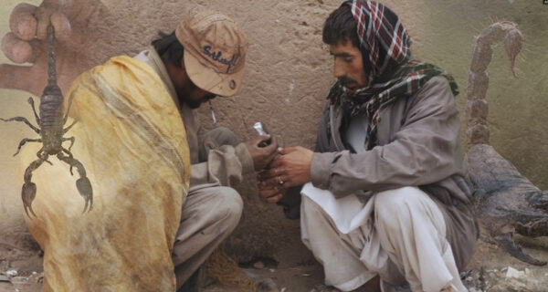 Курение мертвых скорпионов – экзотическая наркозависимость из Пакистана