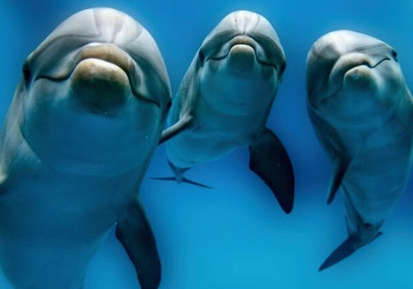Ученые нашли у самок дельфина клитор. Он расположен удачнее, чем у женщин
