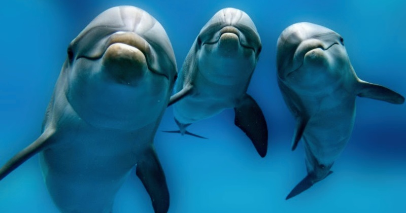 Ученые разобрались в механизме совокупления дельфинов, надув их гениталии - chelmass.ru