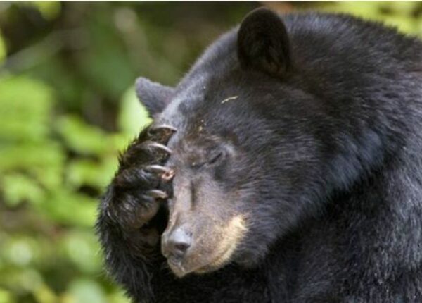 В Калифорнии толстый медведь нападает на жилые дома в поисках еды