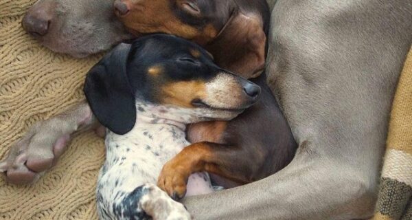 22 невероятно милых фото с животными, которые скрасят даже самый хмурый день