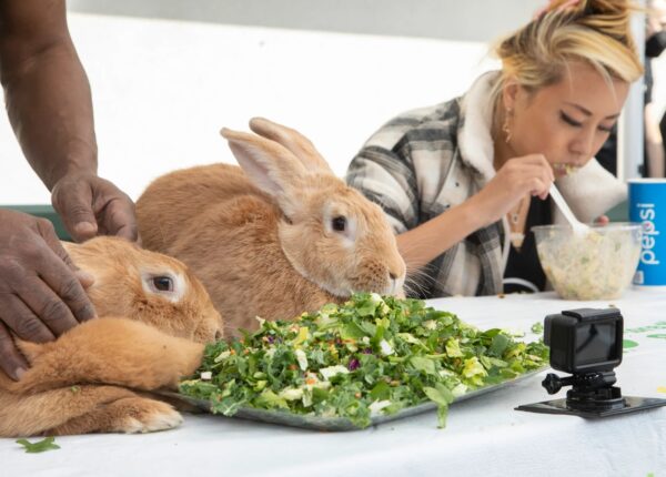 Кролик проиграл человеку в конкурсе по поеданию салата
