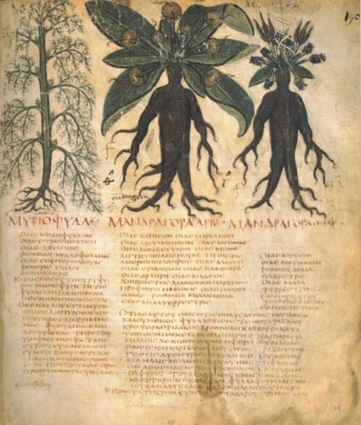 Bigpicture.ru Описание мандрагоры в средневековом научном трактате