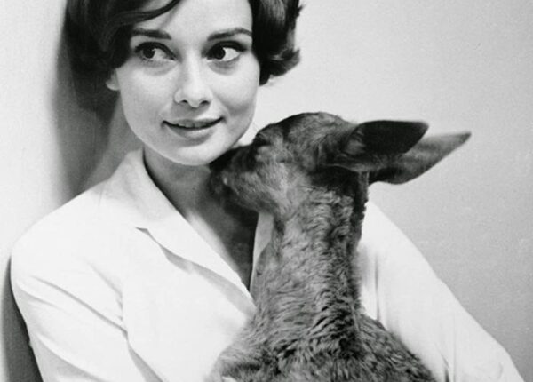 Одри Хепберн и ее олененок по кличке Пиппин