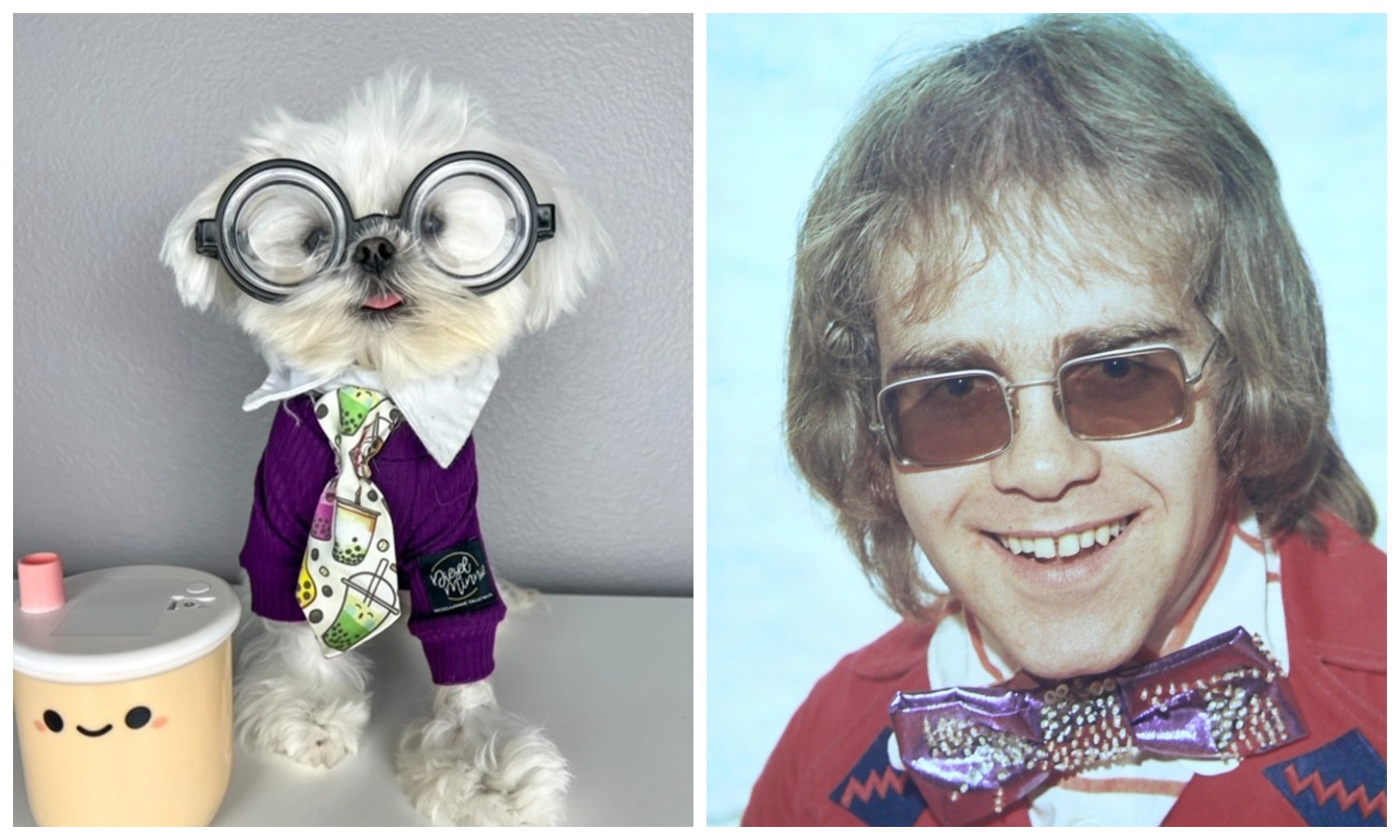На стиле: модный пес, похожий на Элтона Джона, стал звездой интернета