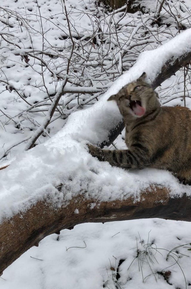 Bigpicture ru 1 funny cat reaction to snow
